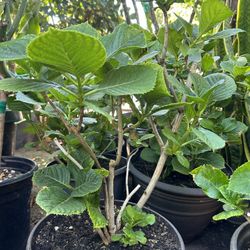 Hydrangea Plant 