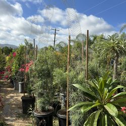 Giraffe Topiary  Bonsai 