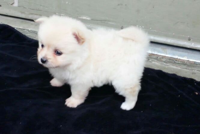 Pomeranian puppy