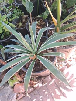 Agave angustifolia