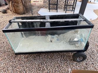 75 Gallon Saltwater Fish Tank Setup