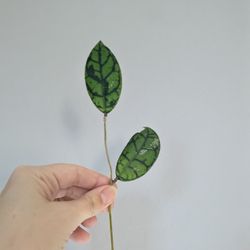 Hoya Kalimantan UT158