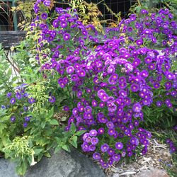 Gallon Plastic Pot Size Of Purple Aster Garden Flowering Perennial Plant