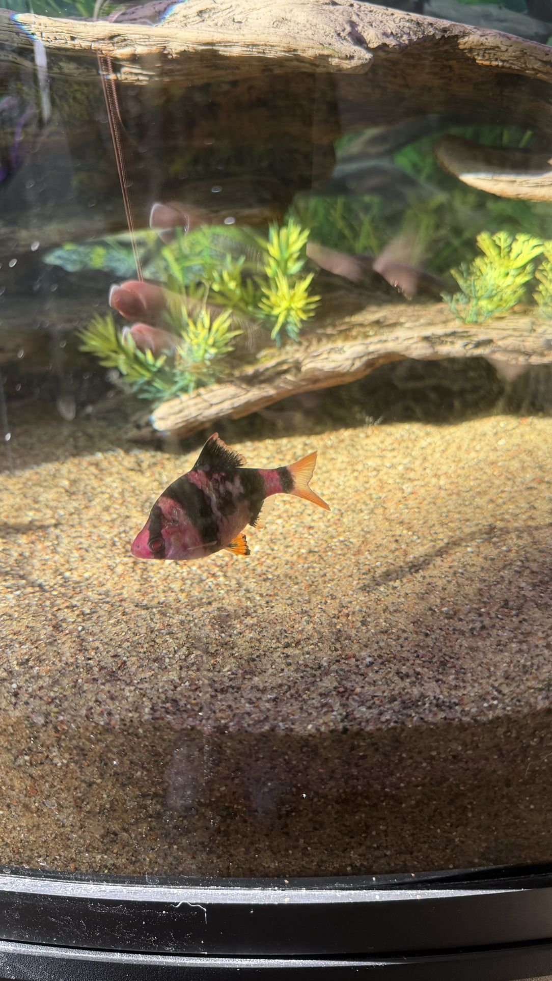 Tiger Fish