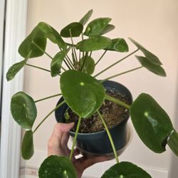 Chinese Money Plant 