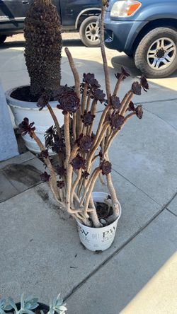 Free Plant