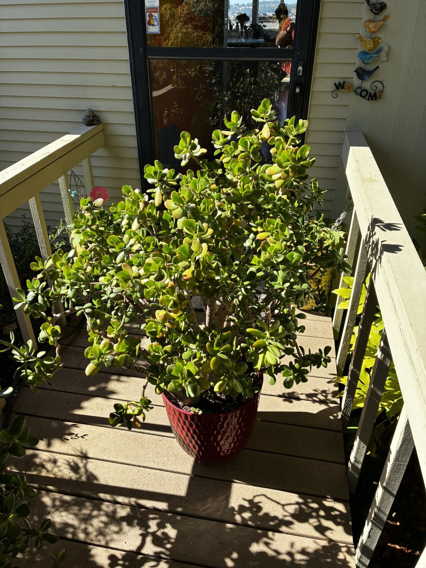 30 Year Old Jade