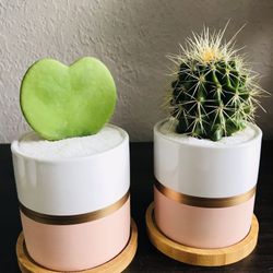 SALE Succulent  Cactus Hoya Heart Kerri Gift Plant Home Decor Pot Planter