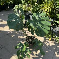 Monstera