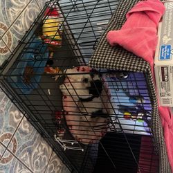 Dog Cage 