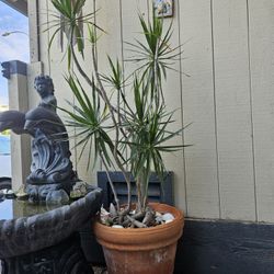 5ft Bonsai Dracaena Marginata Character Dragon Tree in Vintage Clay Planter