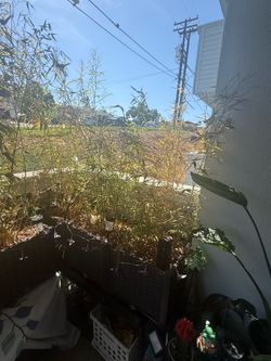 Bamboo Tree