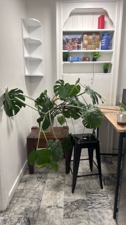 I’m selling my beautiful and healthy Monstera