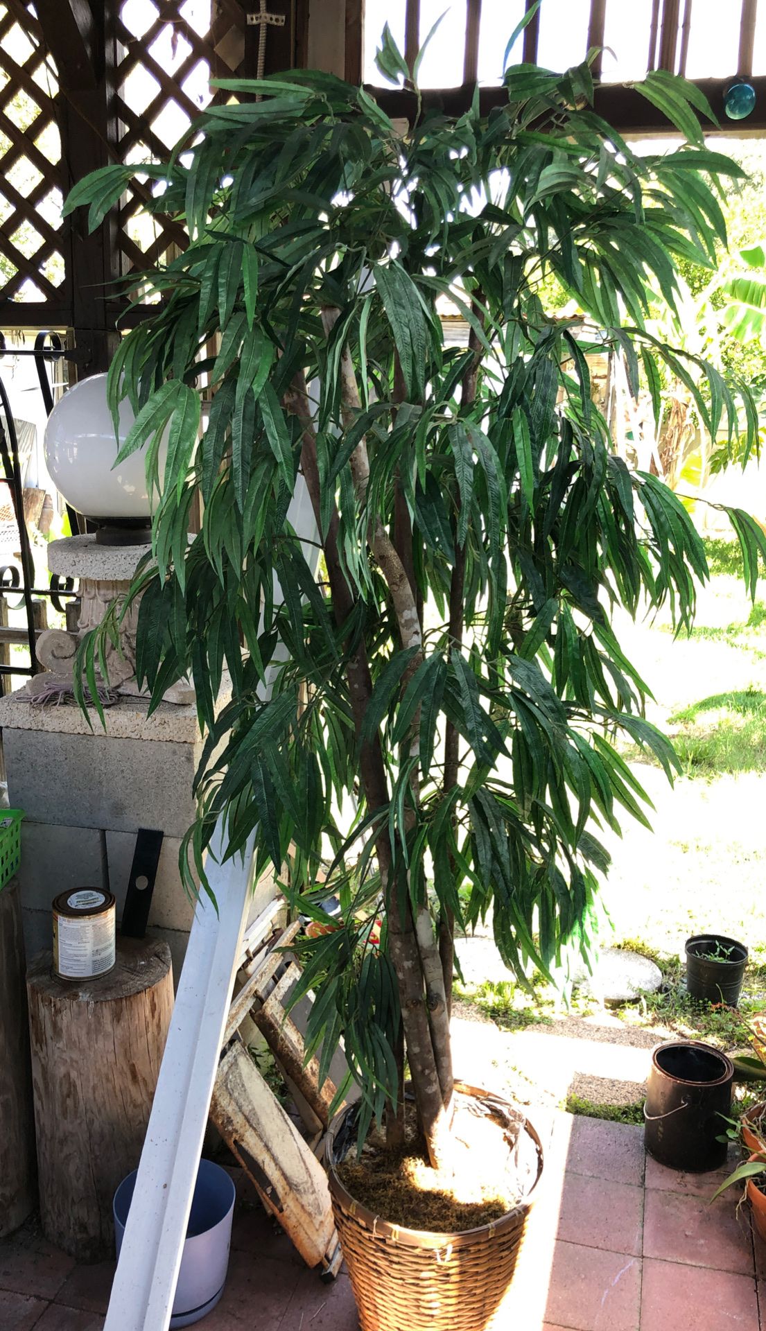 Fig tree. Fam.