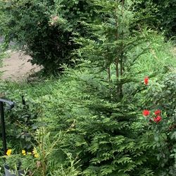 Green Giant .5 Plants 