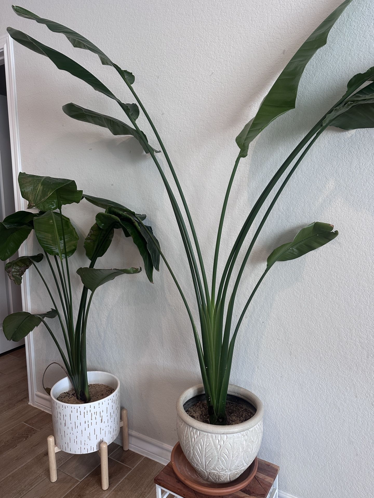 4ft Real Birds Of Paradise With Pot