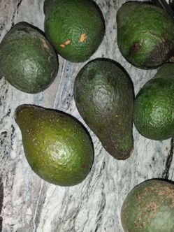 Giant Avocados 4 for 5