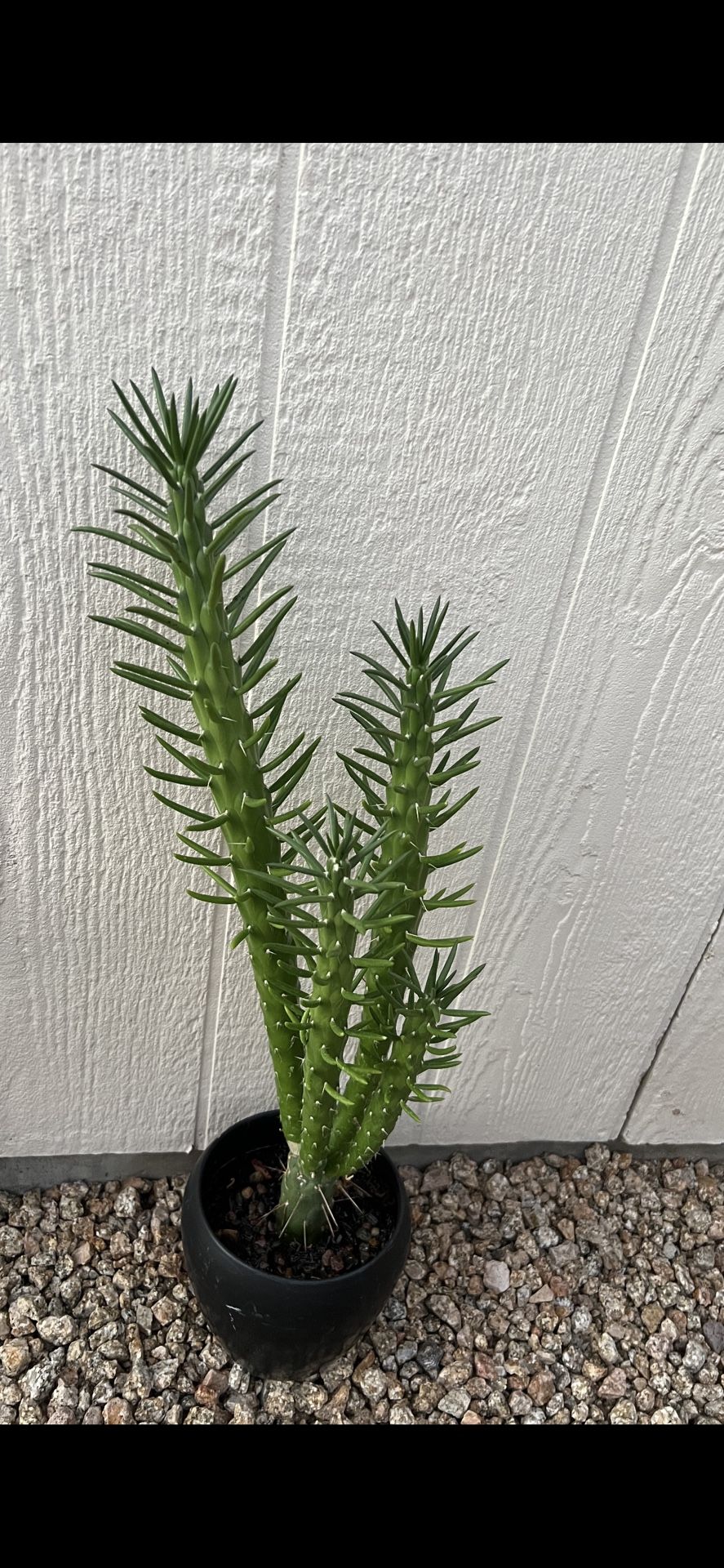29” Tall Cactus In Ceramic Pot