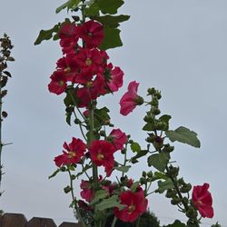 Hollyhock Seeds 
