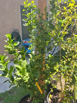 Young Fruit Trees in Nursery Pots