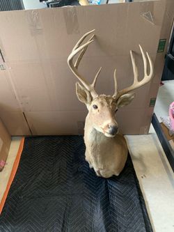 Taxidermy Buck Head