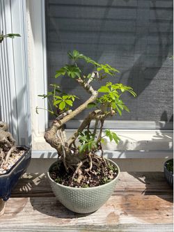 Tropical plant bonsai