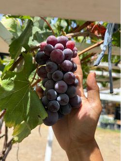 🍇超甜巨峰葡萄树苗 包对版Kyoho Grape Vine – Sweet Giant Japanese Grapes