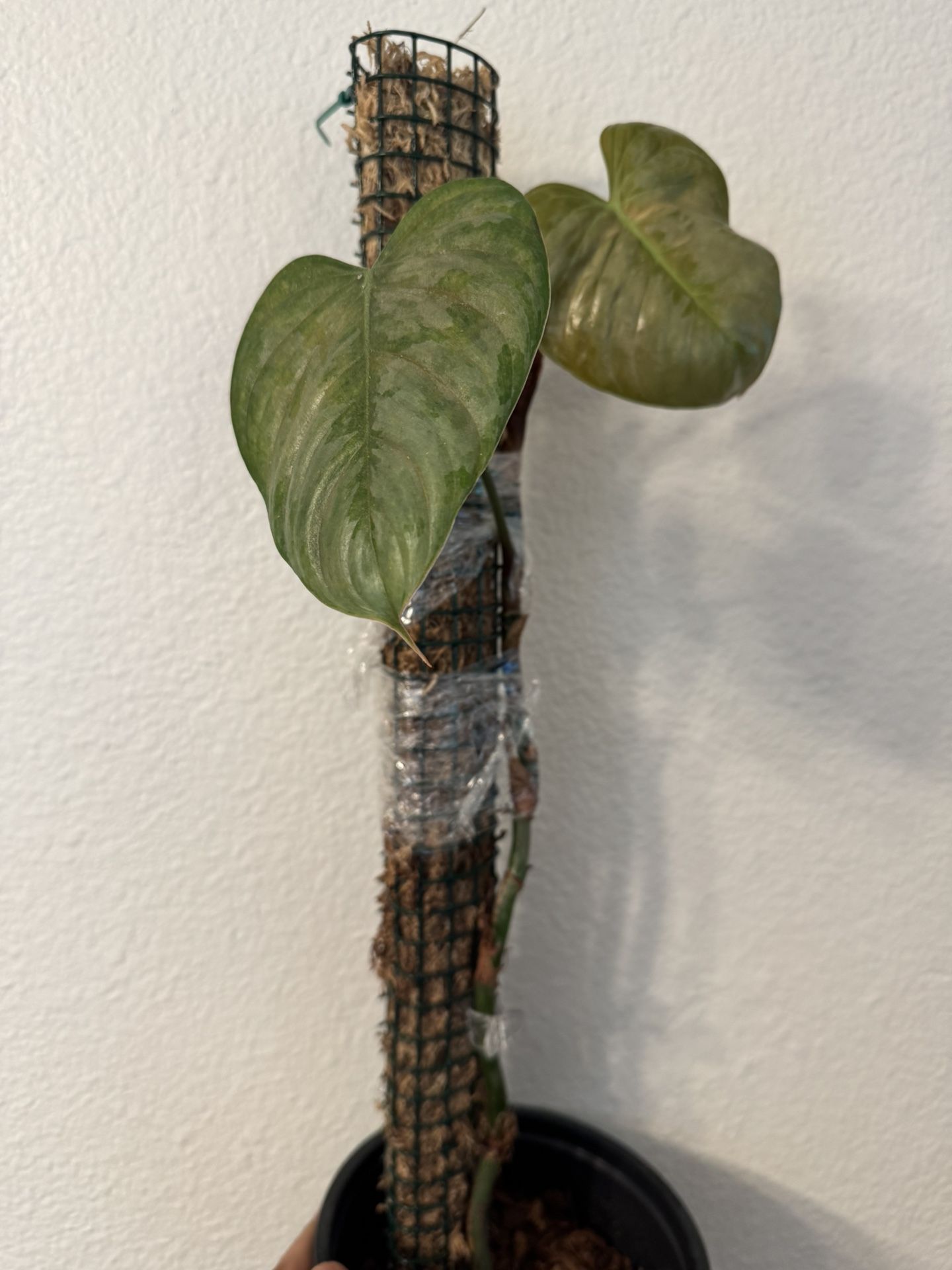 Philodendron Sodiroi