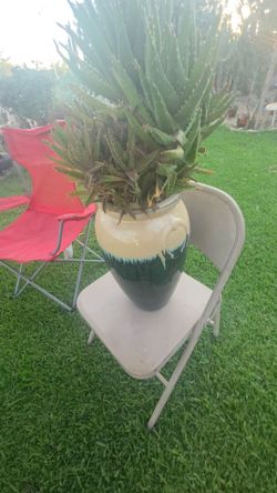 planter vase and cactus