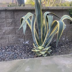 AGAVE AMERICAN PLANT 