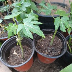 Papaya 
