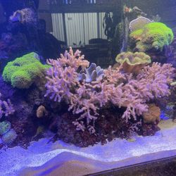 Kenya Trees & Green Star  Aquarium Decoration 