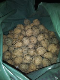 Fresh Walnuts .85 Cents A Pound Minimum 450 Pounds
