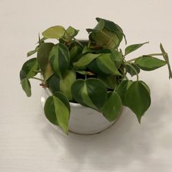 Philodendron Brasil
