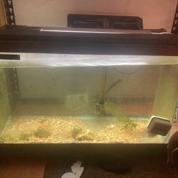 Tank