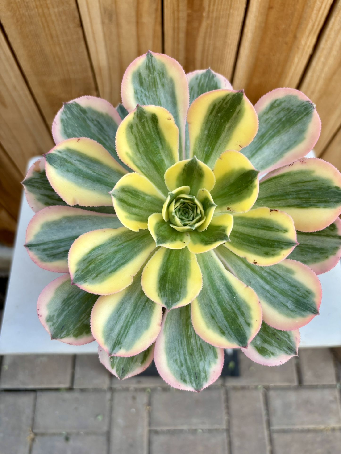 Aeonium sunburn Plant 9