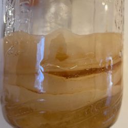 Kombucha Organic Mushroom 