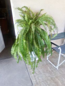 Fern