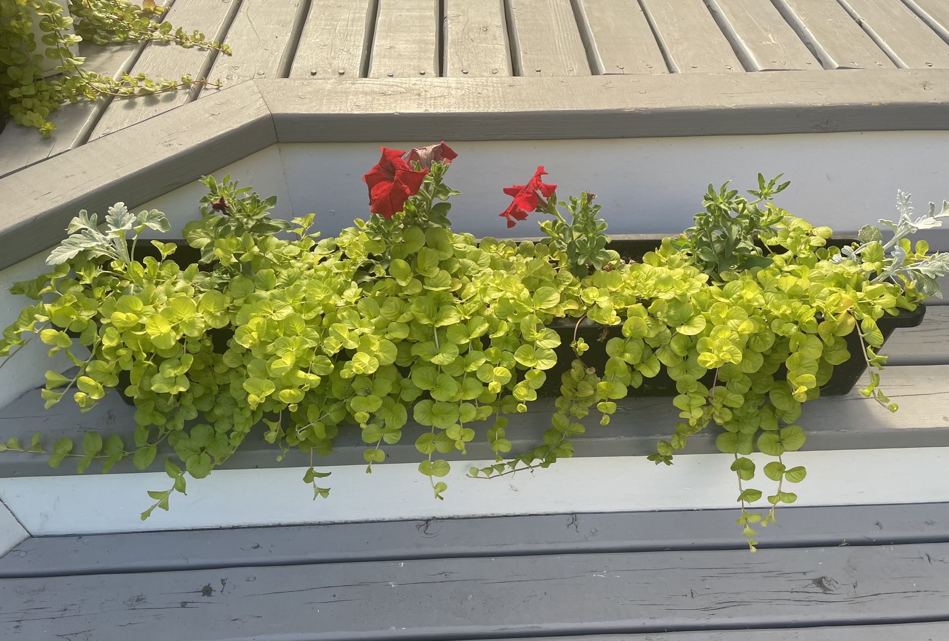 Beautiful Mixed Window/Balcony Flower Pot (Life Plant)