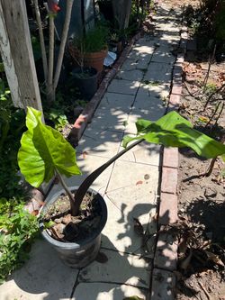 Beautiful Giant Taro Purple Elephant Ear Plant ion 5 Gallons Pot