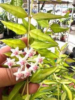 Hoya Luis Bois rare Variegated $25 up