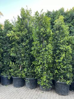 Ficus for Privacy Hedges
