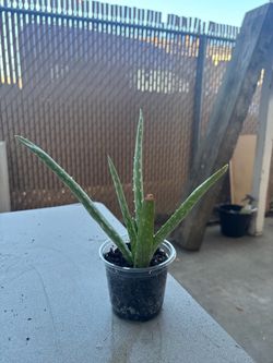 Aloe Vera plant