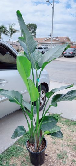 Multiple Bird of Paradise Plants