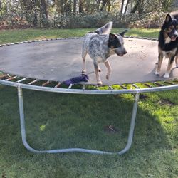 Trampoline