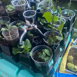 Chayotes Sprouts $5 Each