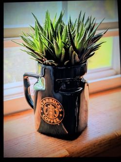 Zebra hawritha succulent