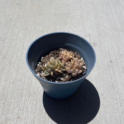 Ghost Plant (Succulent)