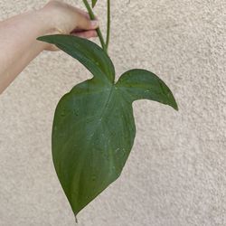 Philodendron Camposportaonum plant CUTTING