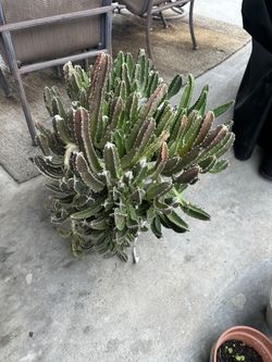 STAPELIA GIGANTEA